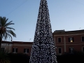 albero