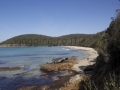 cala violina