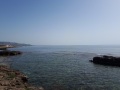mare