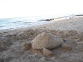 tartaruga