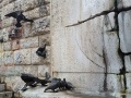 piccioni