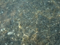 la limpida acqua