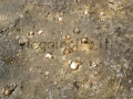 vongole rimaste asciutte