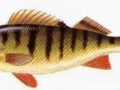 pesce persico