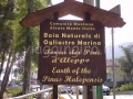 il percorso dei pini
