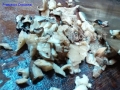 funghi