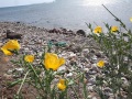 fiori