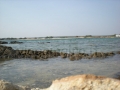 punta prosciutto