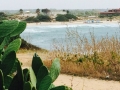 la spiaggia e un cactus