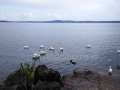 cigni nel lago