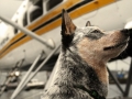 in aereo