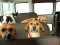 in autobus