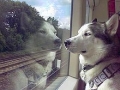 in treno