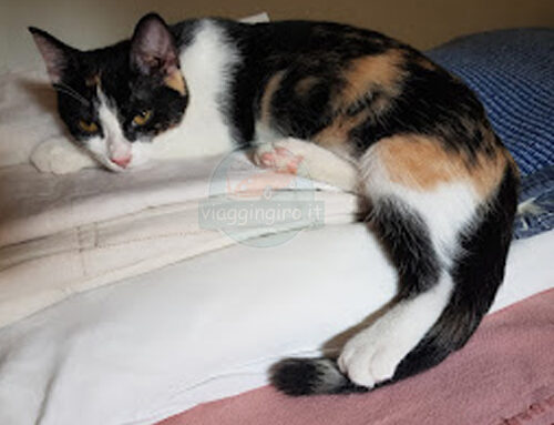 Gatto? No problem!